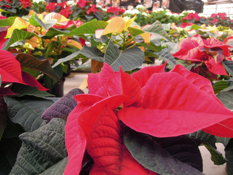 スイスのクリスマス 7
クリスマスの植物