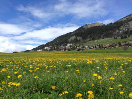 スイス国民の花 たんぽぽ 