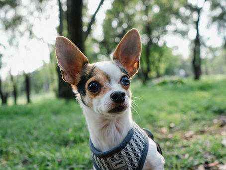 Why Do Chihuahuas Hate Strangers? Wariness, Visitors and What Helps