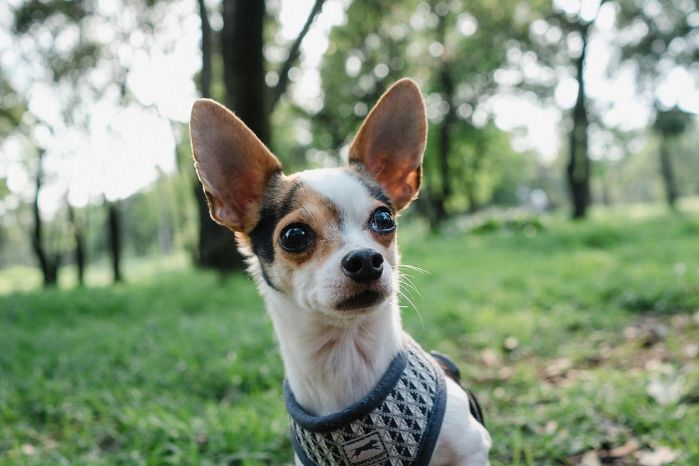 Why Do Chihuahuas Hate Strangers? Wariness, Visitors and What Helps