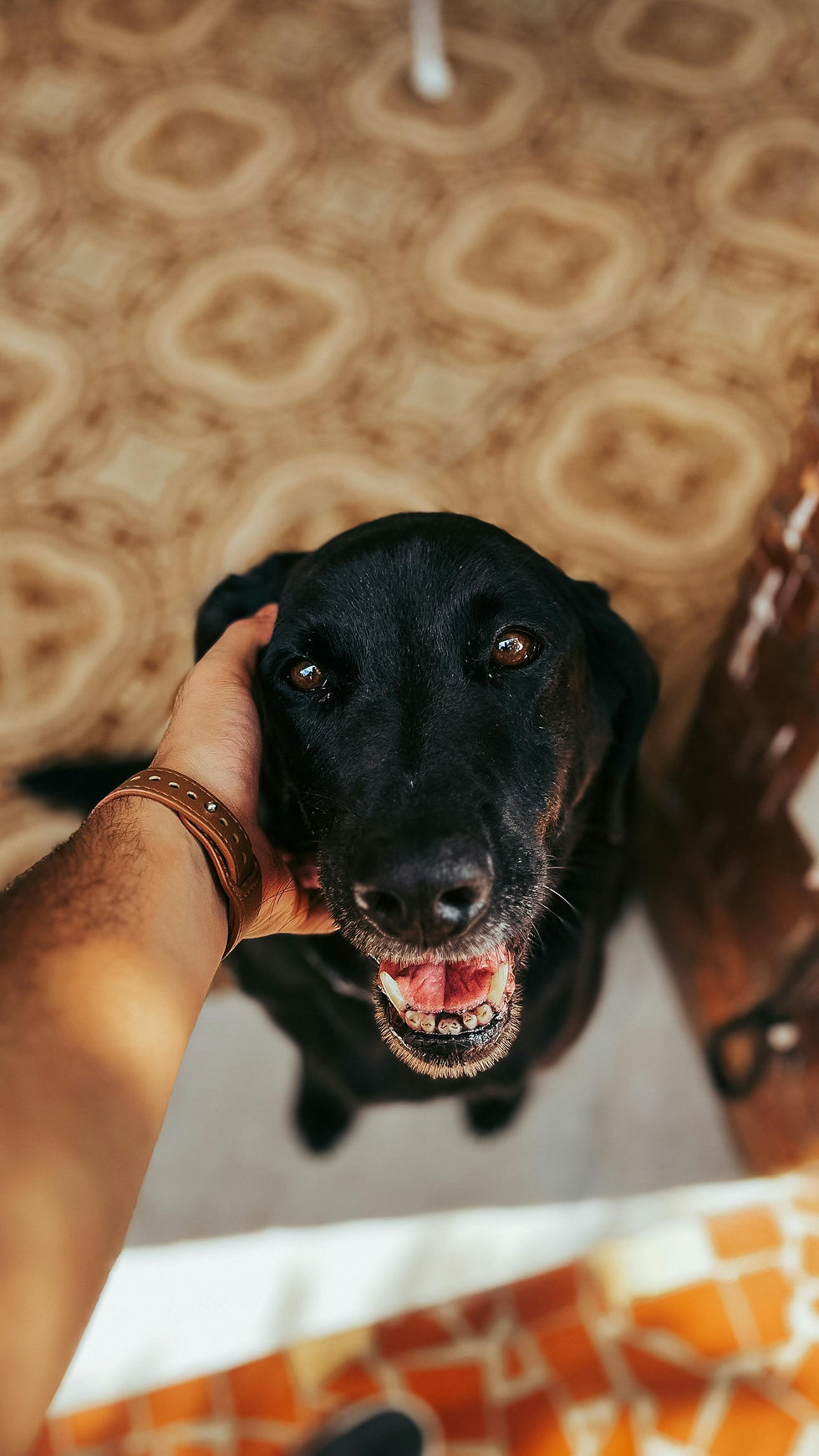 Black Labrador portrait