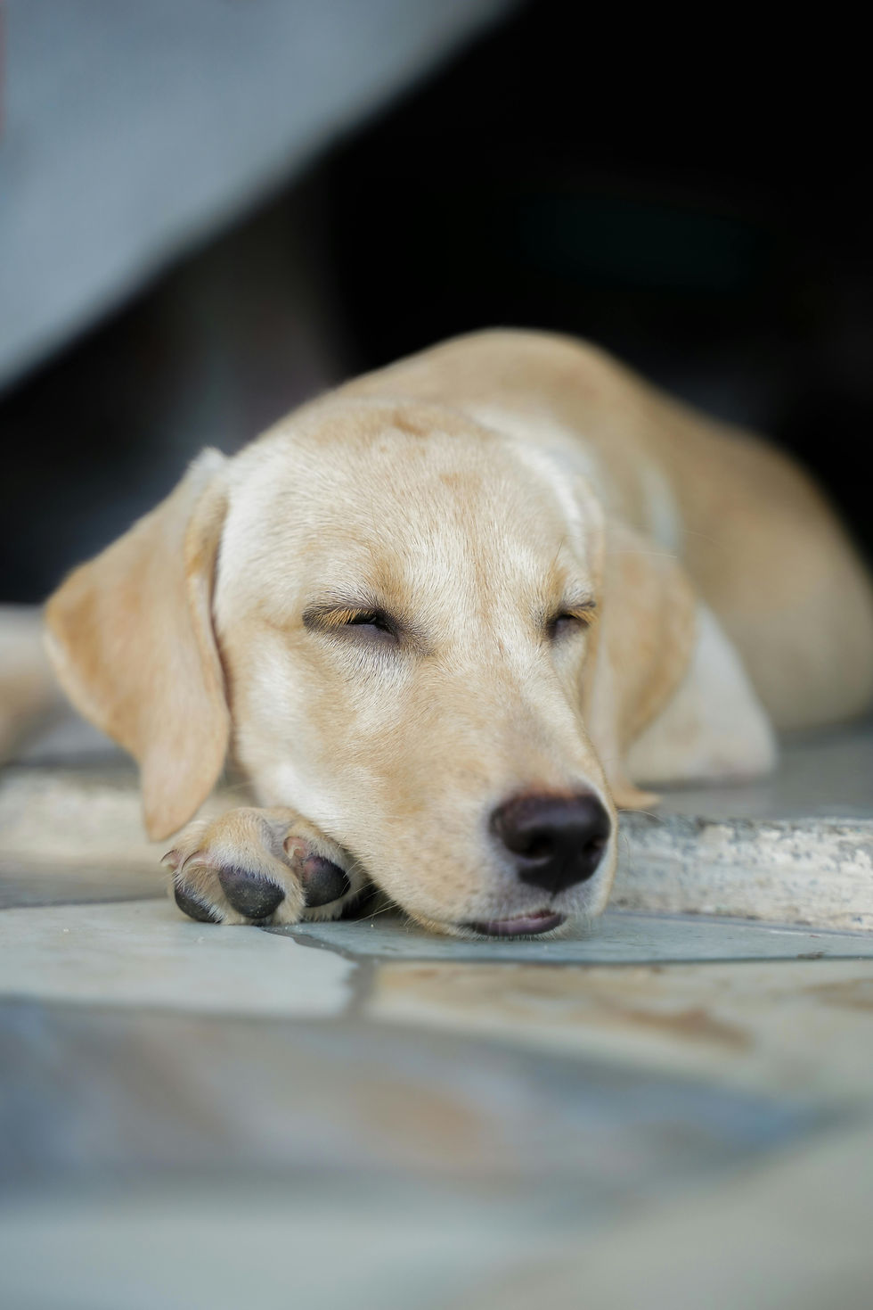 Calm Labrador resting quietly indoors