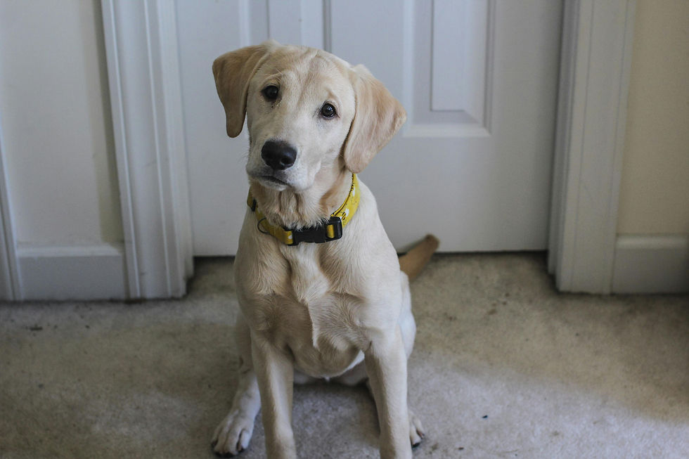 Labrador puppy sitting in front of a door, waiting for its owner