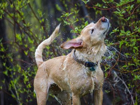 Labrador Personality Traits: Why Labs Are So Friendly