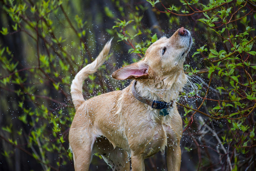 Yellow Labrador retrieving outdoors