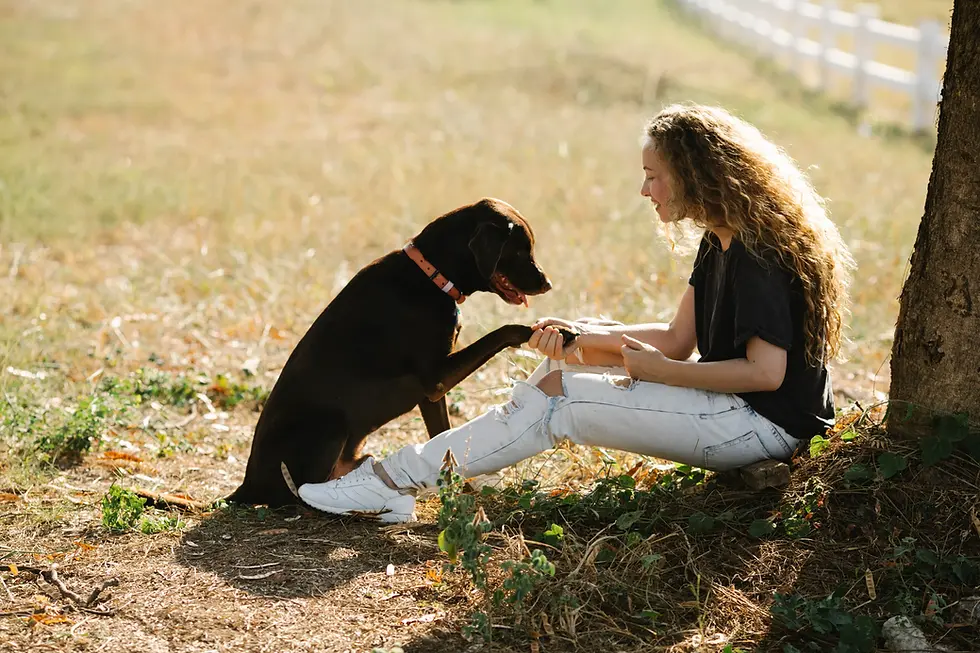 Labrador enjoying time with its owner