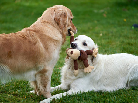 Why Do Golden Retrievers Love Carrying Things? The Honest Truth About Golden Retriever Retrieving Instincts, Emotional Comfort & Why Your Socks Keep Disappearing