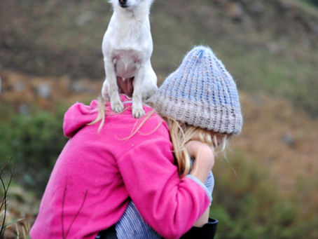 Best Chihuahua Gifts They'll Actually Want: For Chihuahua Lovers and Their Dogs