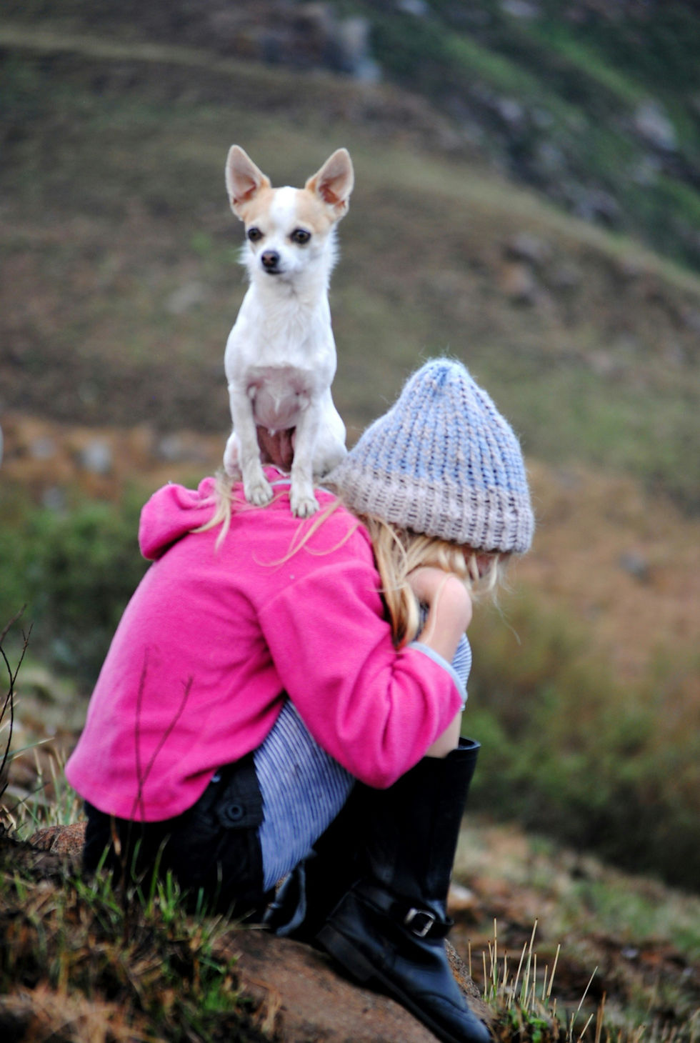 Best Chihuahua Gifts They'll Actually Want: For Chihuahua Lovers and Their Dogs