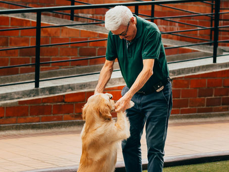 Best Golden Retriever Gifts They'll Actually Want: For Golden Lovers and Their Dogs