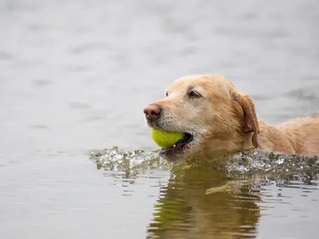 Why Do Labradors Love Water So Much? Instinct and Safety