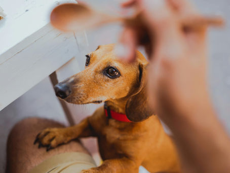 Are Dachshunds Manipulative? The Science Behind the Stare