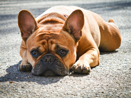 Why Are French Bulldogs So Stubborn? What Owners Learn First