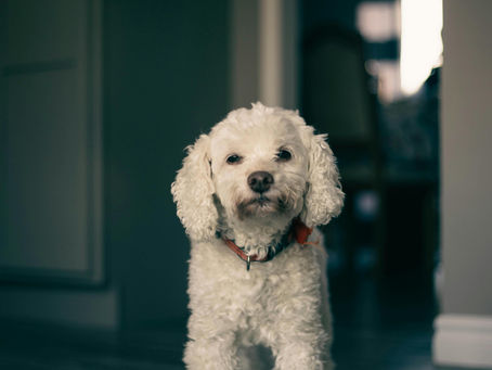 Why Do Poodles Follow You Everywhere? The Real Reason