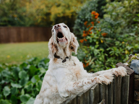 Do Golden Retrievers Bark A Lot?The Honest Truth About Golden Retriever Barking, Emotional Sensitivity & Why Goldens Are Usually Louder Than People Expect