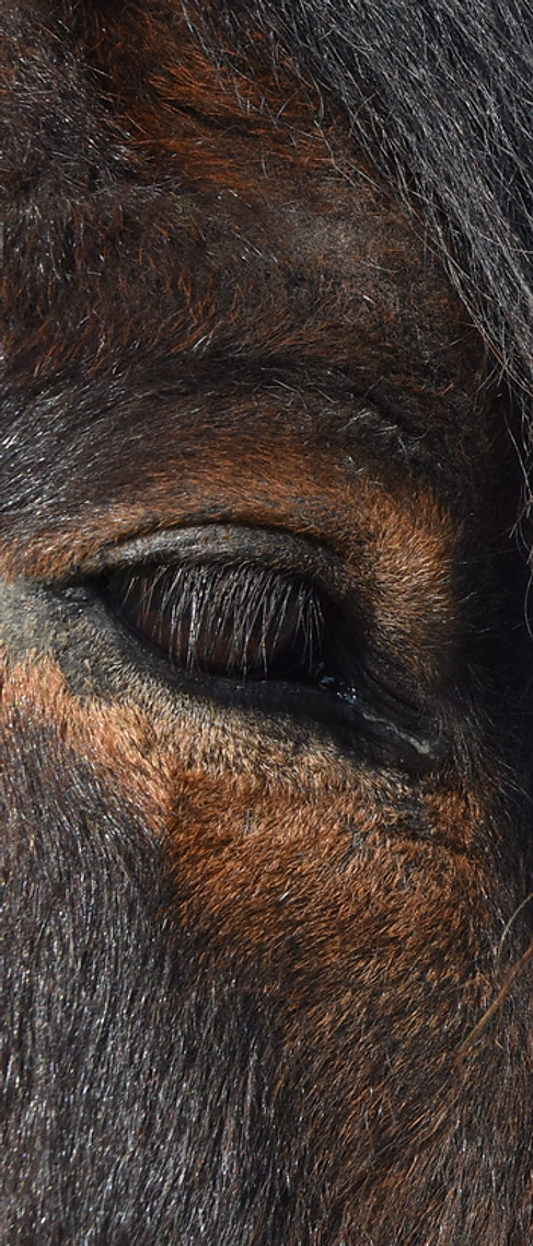 le regard du cheval