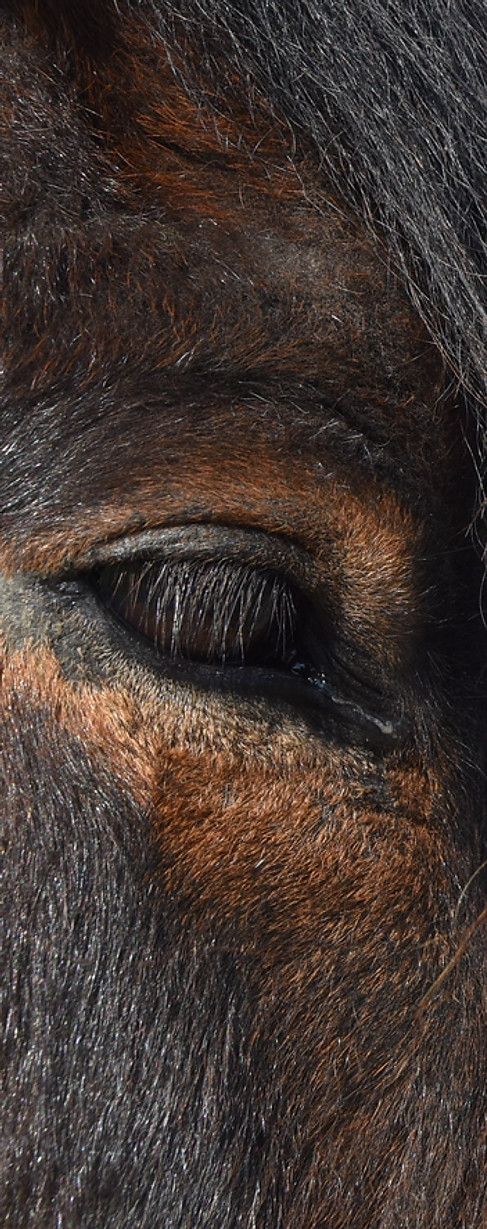 le regard du cheval