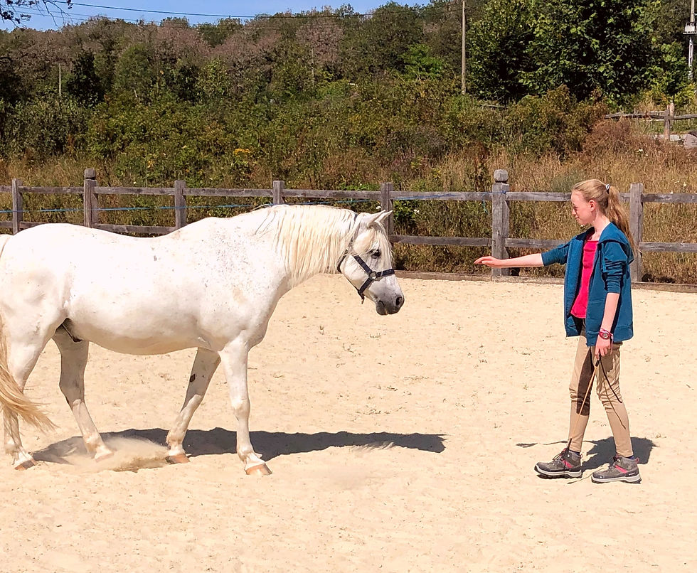 Stage pour ados "Cheval et Nature": développe ta confiance en toi!