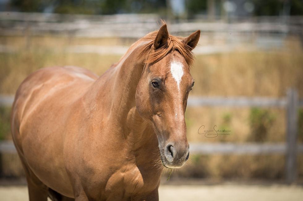 Cheval Alkion La Ferme de la Colline