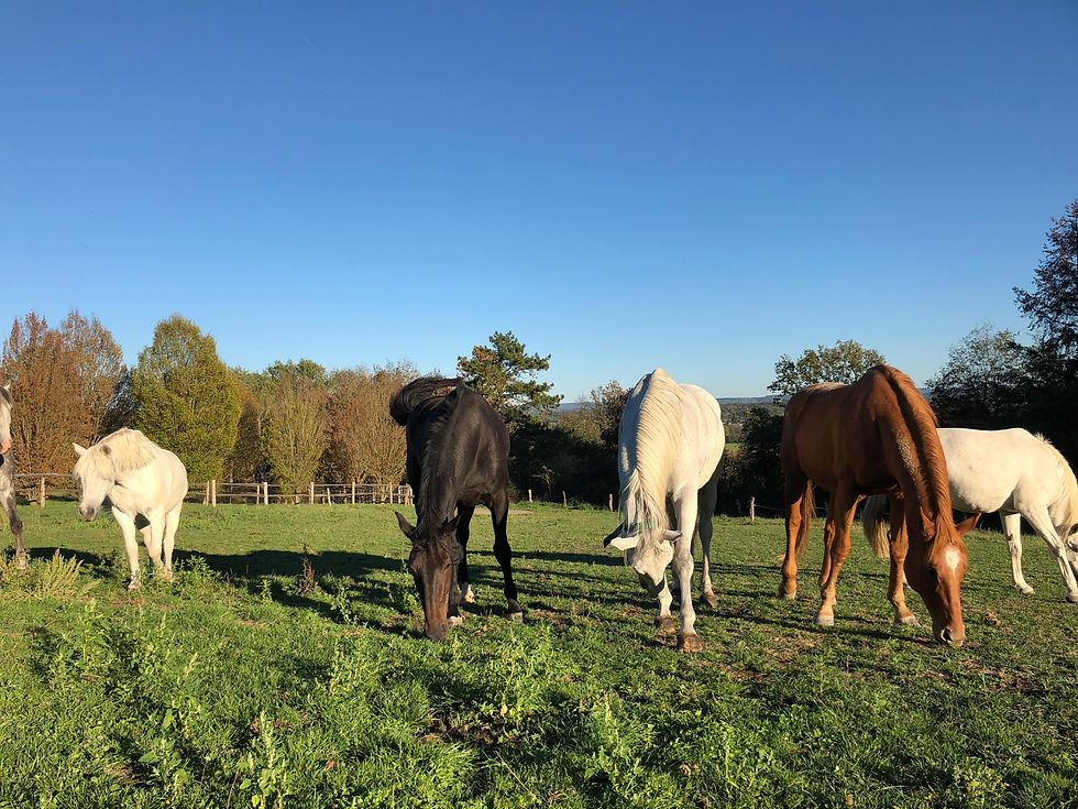 Vue à hauteur d’œil d’une femme guidant un cheval dans un paddock