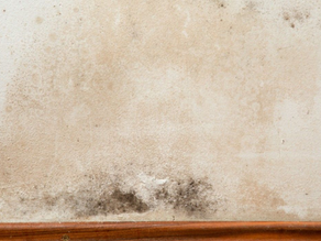 Mold Cleaning
