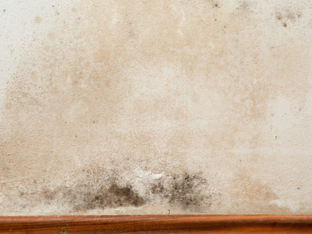Mold Cleaning