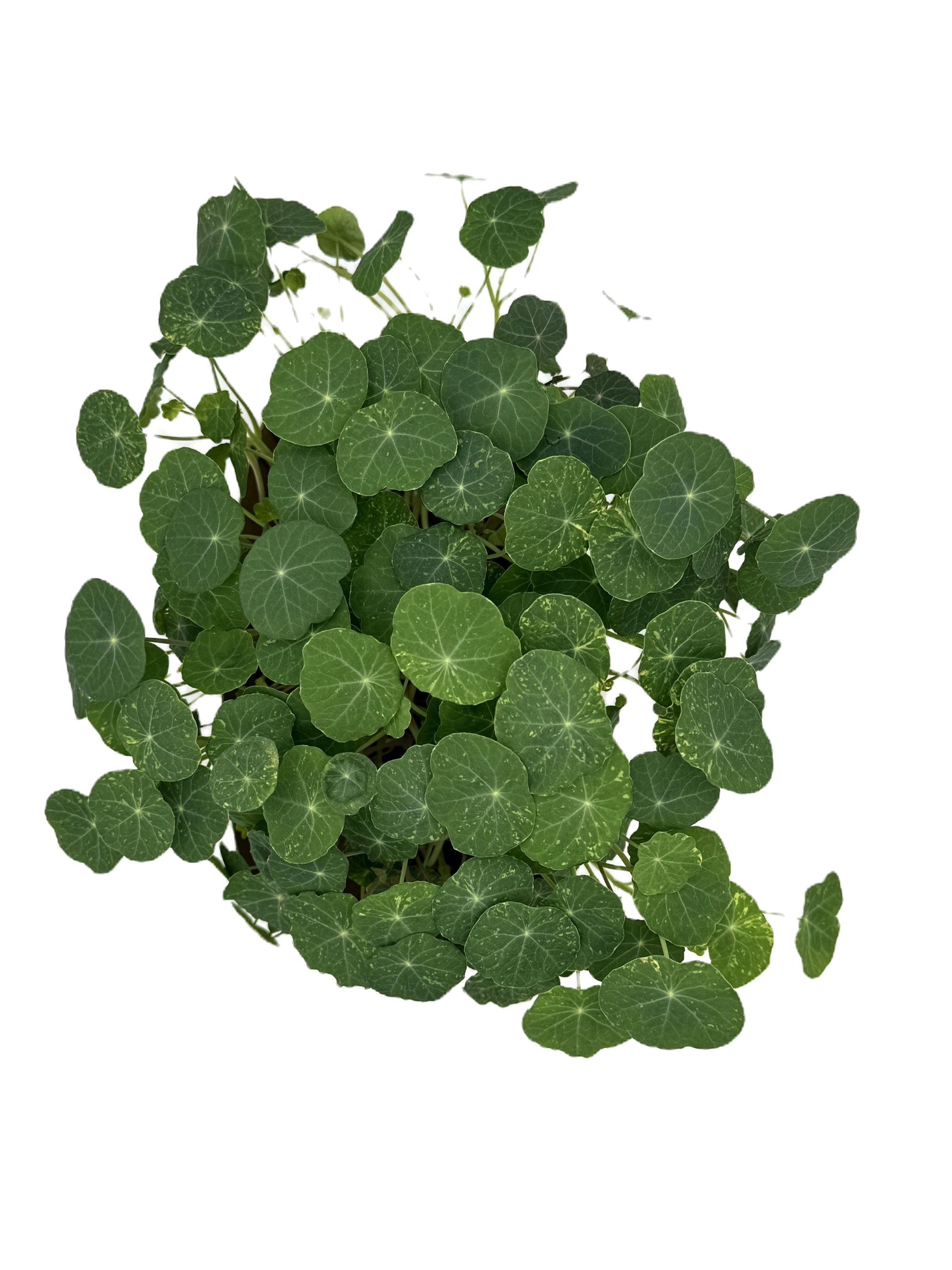 bandeja microgreens capuchina verde