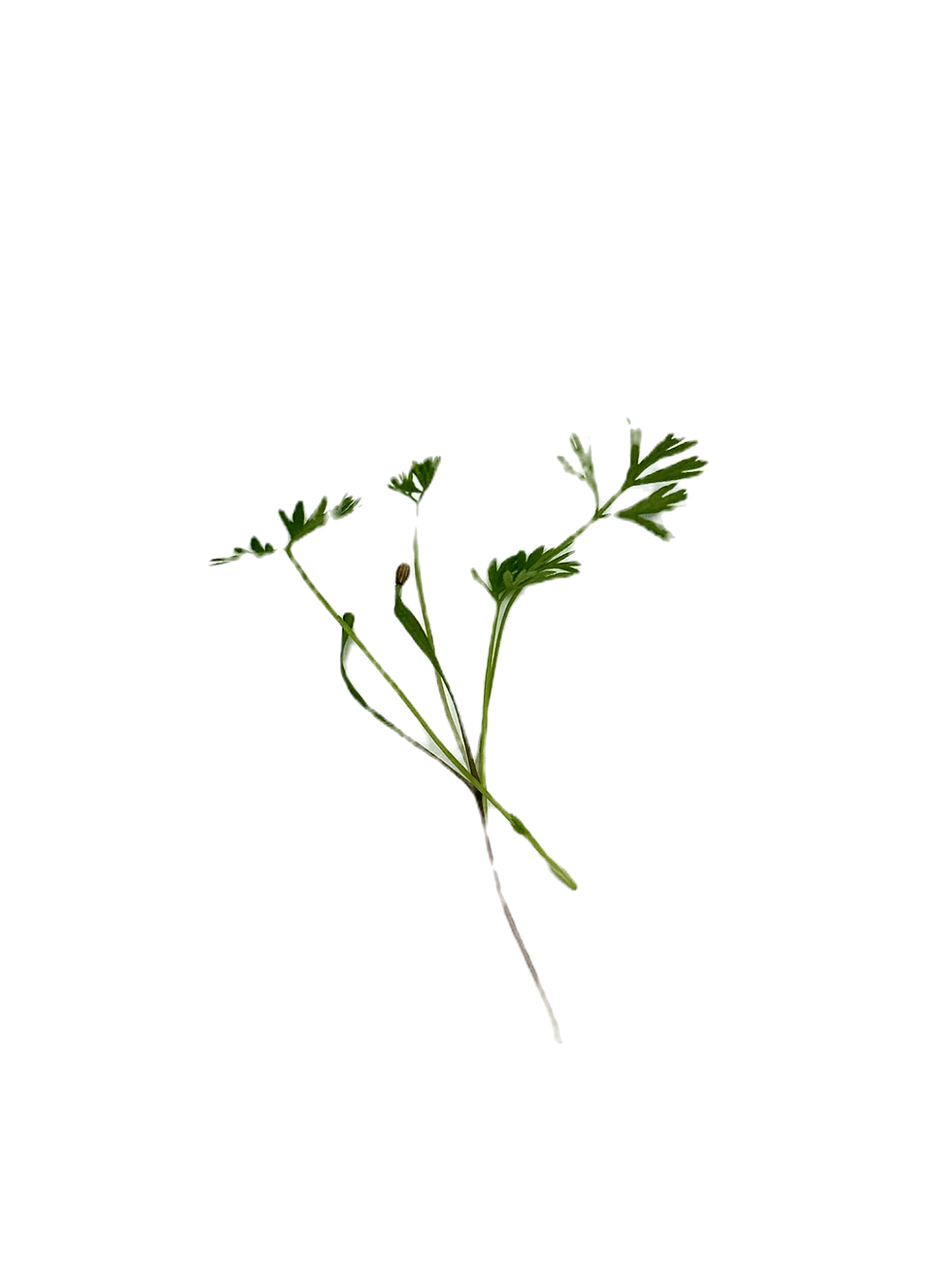 hojas de microgreens de zanahoria