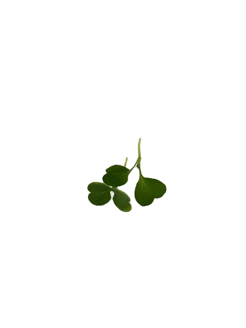 Miniatura: hojas brotes microgreens de rucula
