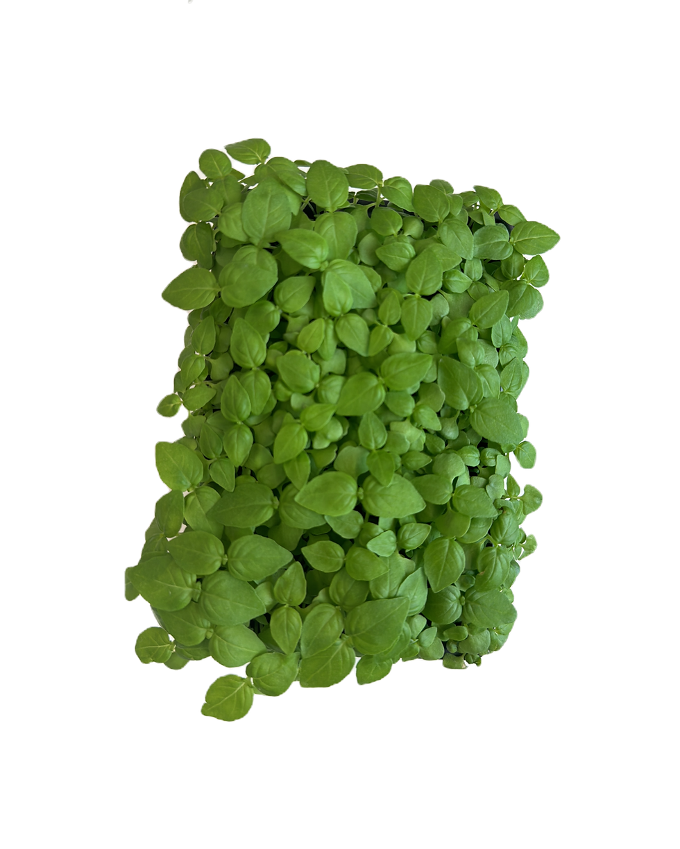 brotes microgreens de albahaca canela