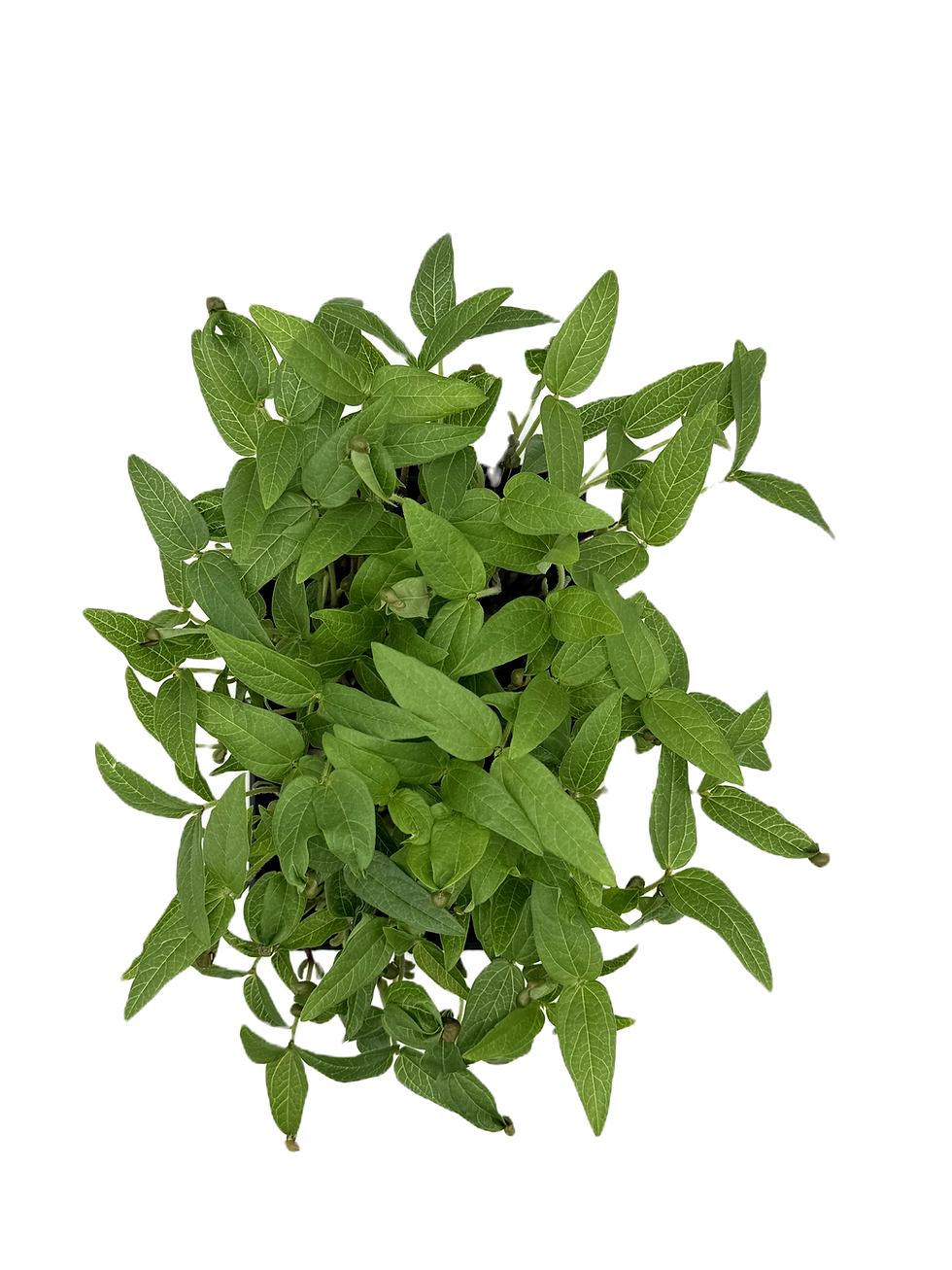 brotes de frijol mungo