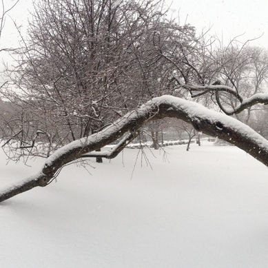 The Tree That Went For a Walk