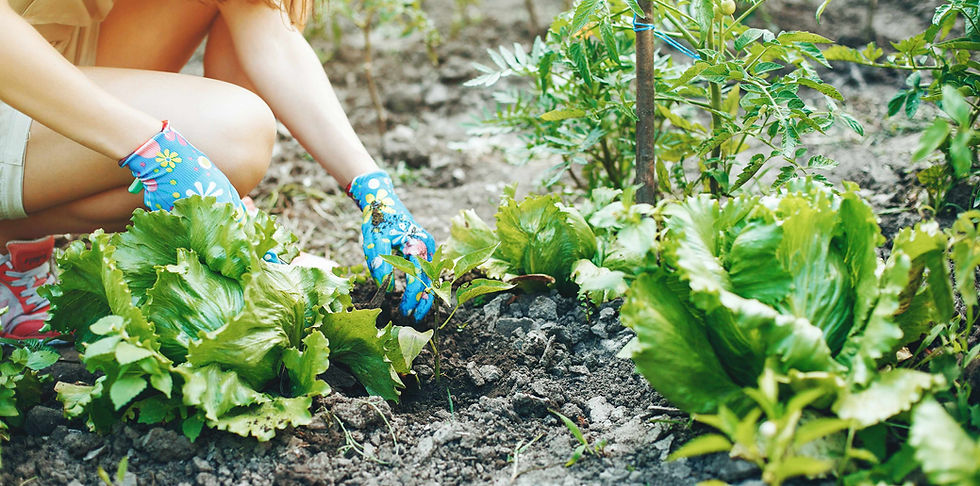 RootWise-Balance-garden.jpg