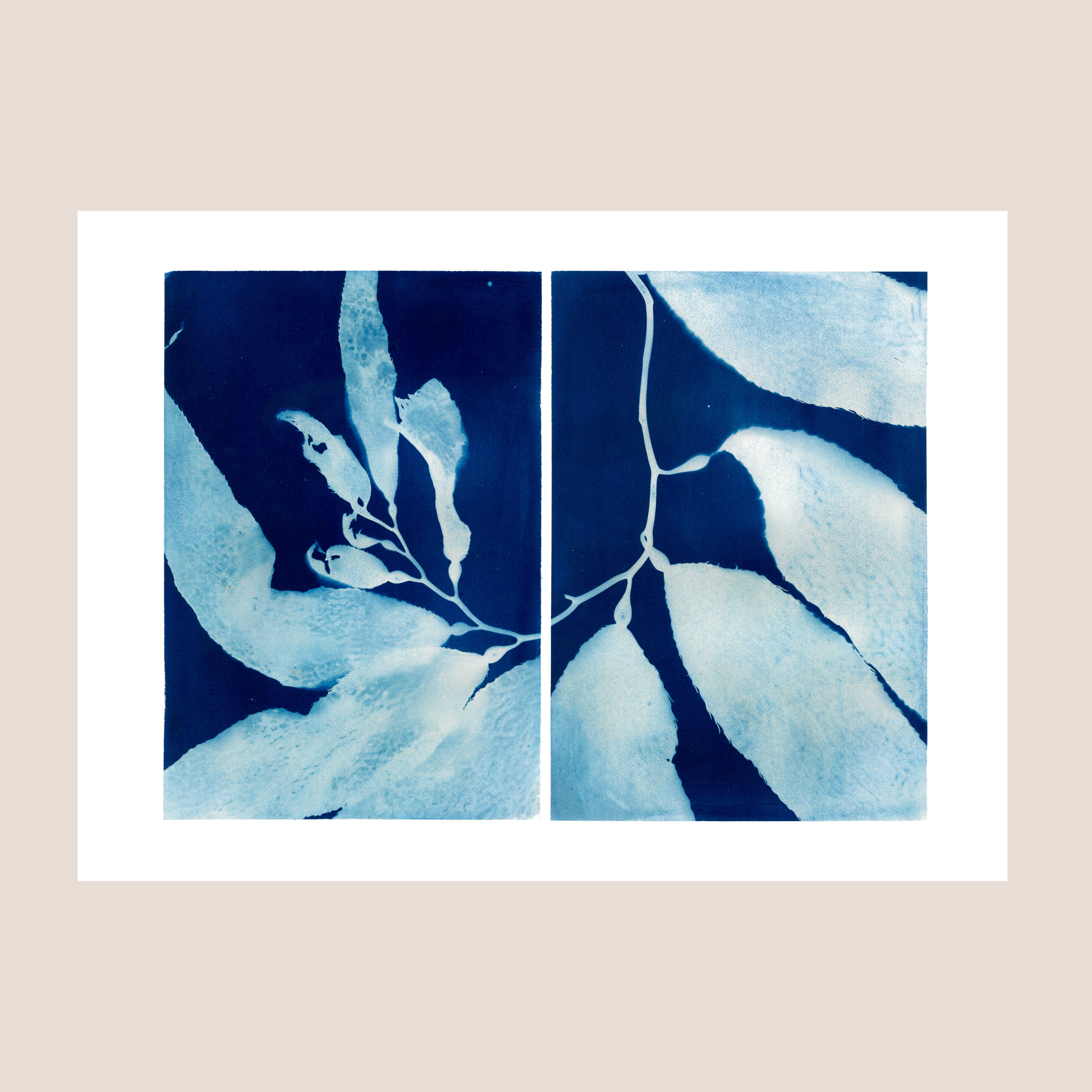 Strands 010 Kelp Cyanotype (PRINT)