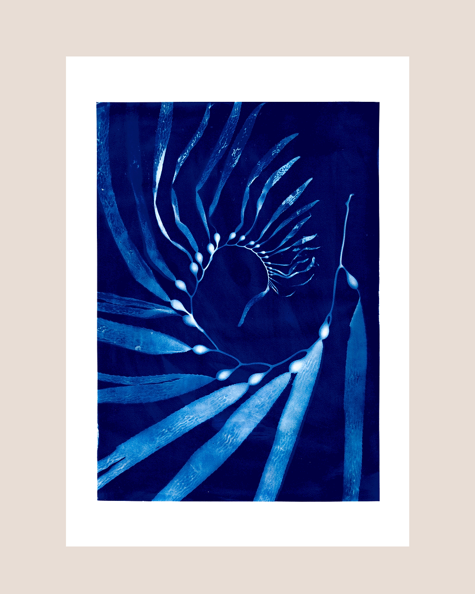 Thumbnail: Salt Creek 003 Kelp Cyanotype (PRINT)
