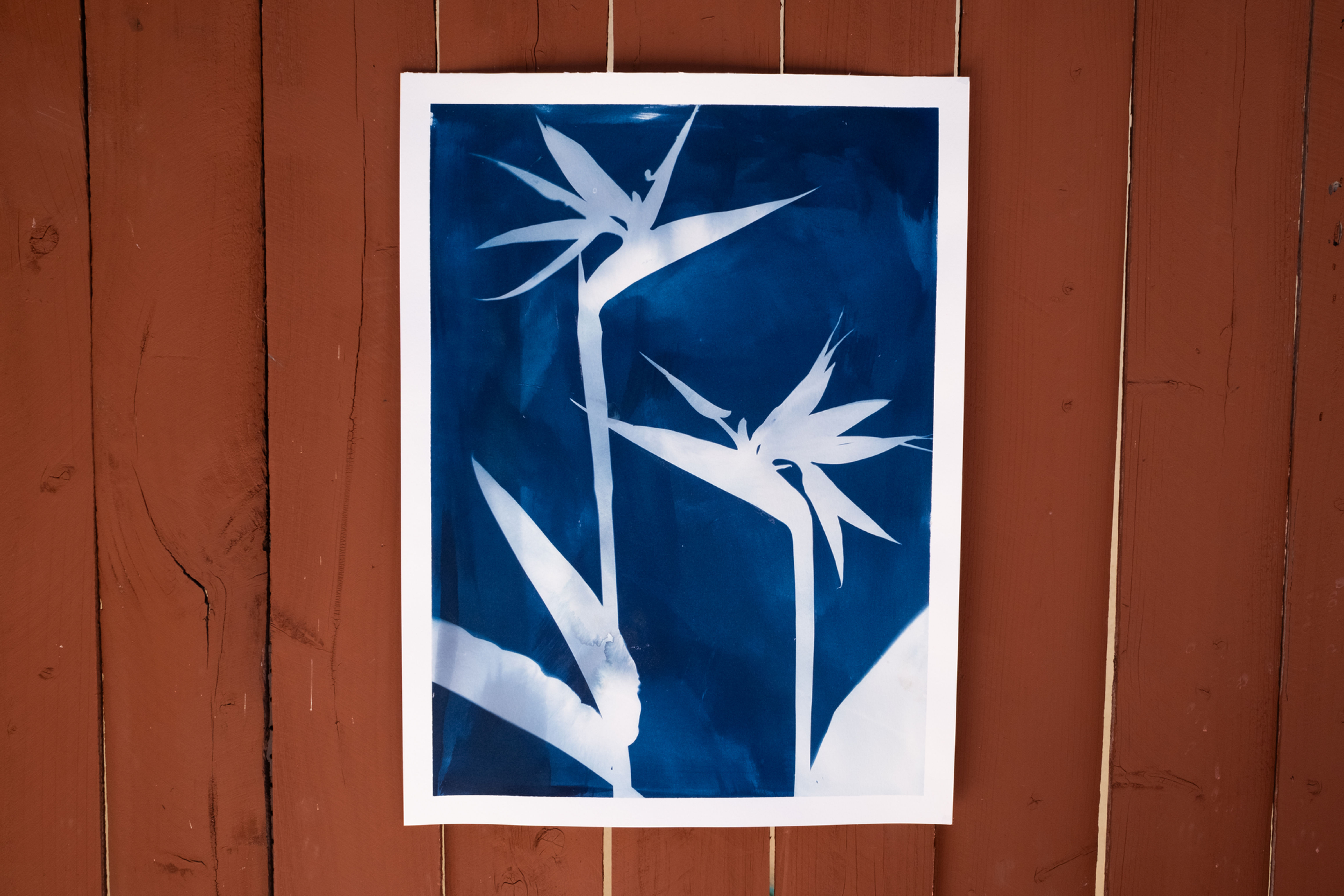 Birds of Paradise Cyanotype (Original 18"x 24")