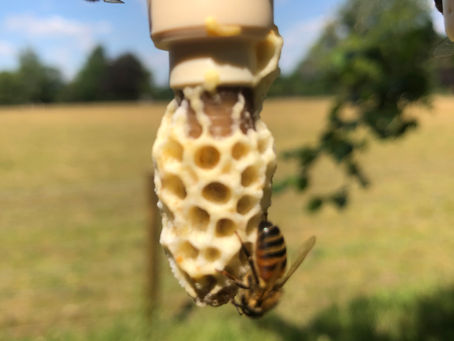 Berkshire Buckfast Queen Bees