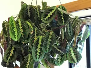 Belle maranta dans son pot, suspendu au plafond.