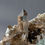 Thumbnail: Smoky quartz – Rienzenstock, Uri, Switzerland