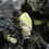 Thumbnail: Anglesite on Galena - Touissit, Oujda-Angad, Morocco