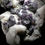 Thumbnail: Fluorite on Quartz – Krupka, Teplice, Czech Republic