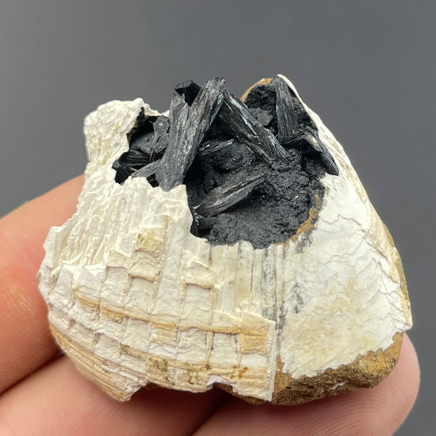 Vivianit in fossiler Muschel – Kertsch, Autonome Republik Krim, Ukraine