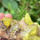 Thumbnail: Sulfur – Cozzodisi Mine, Sicily, Italy