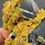 Thumbnail: Sphalerite, Galena, Chalcopyrite, Quartz – Cavnic Mine, Romania