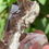 Thumbnail: Smoky quartz – Galmihorn, Valais, Switzerland