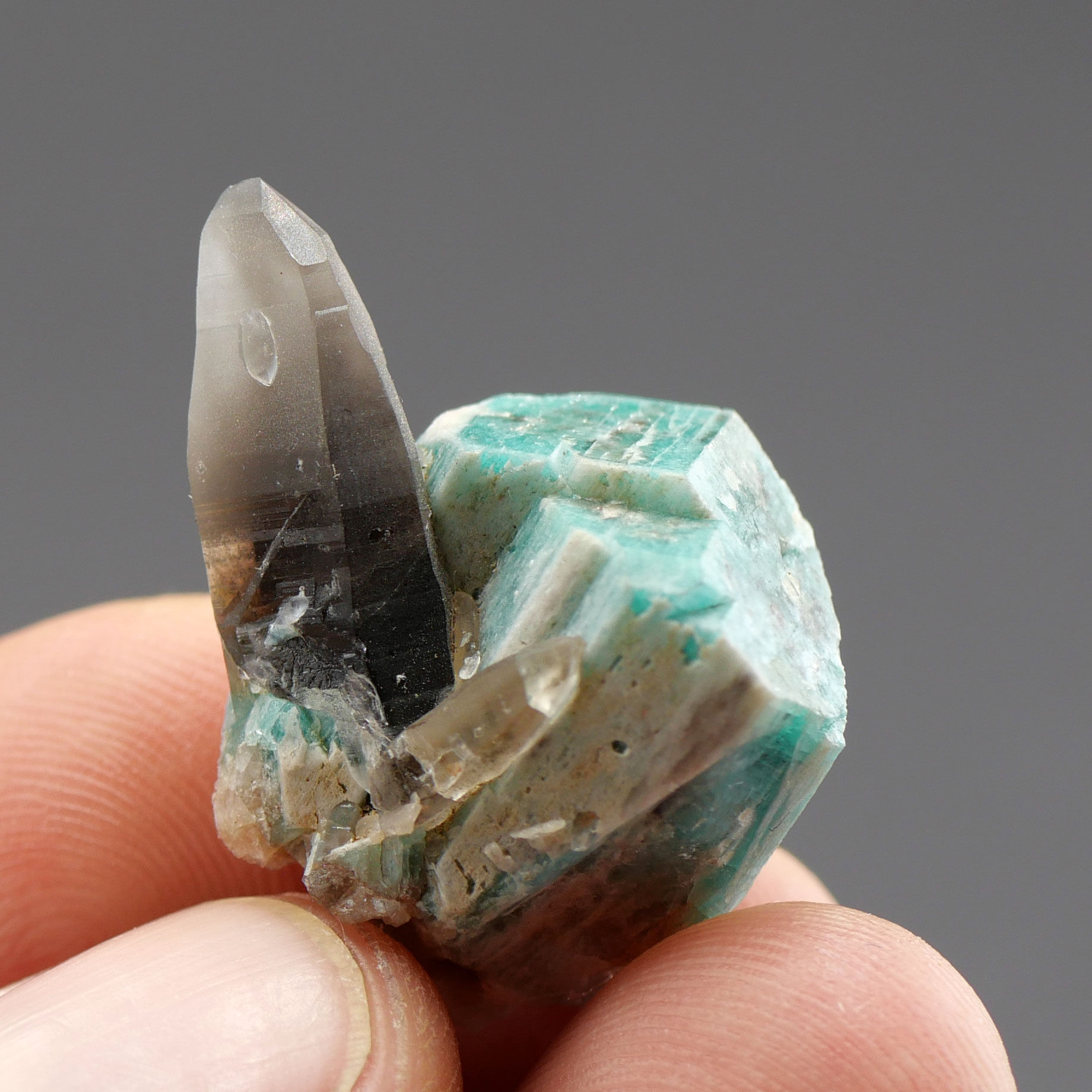 Rauchquarz auf Amazonit – Smoky Hawk, Colorado, USA