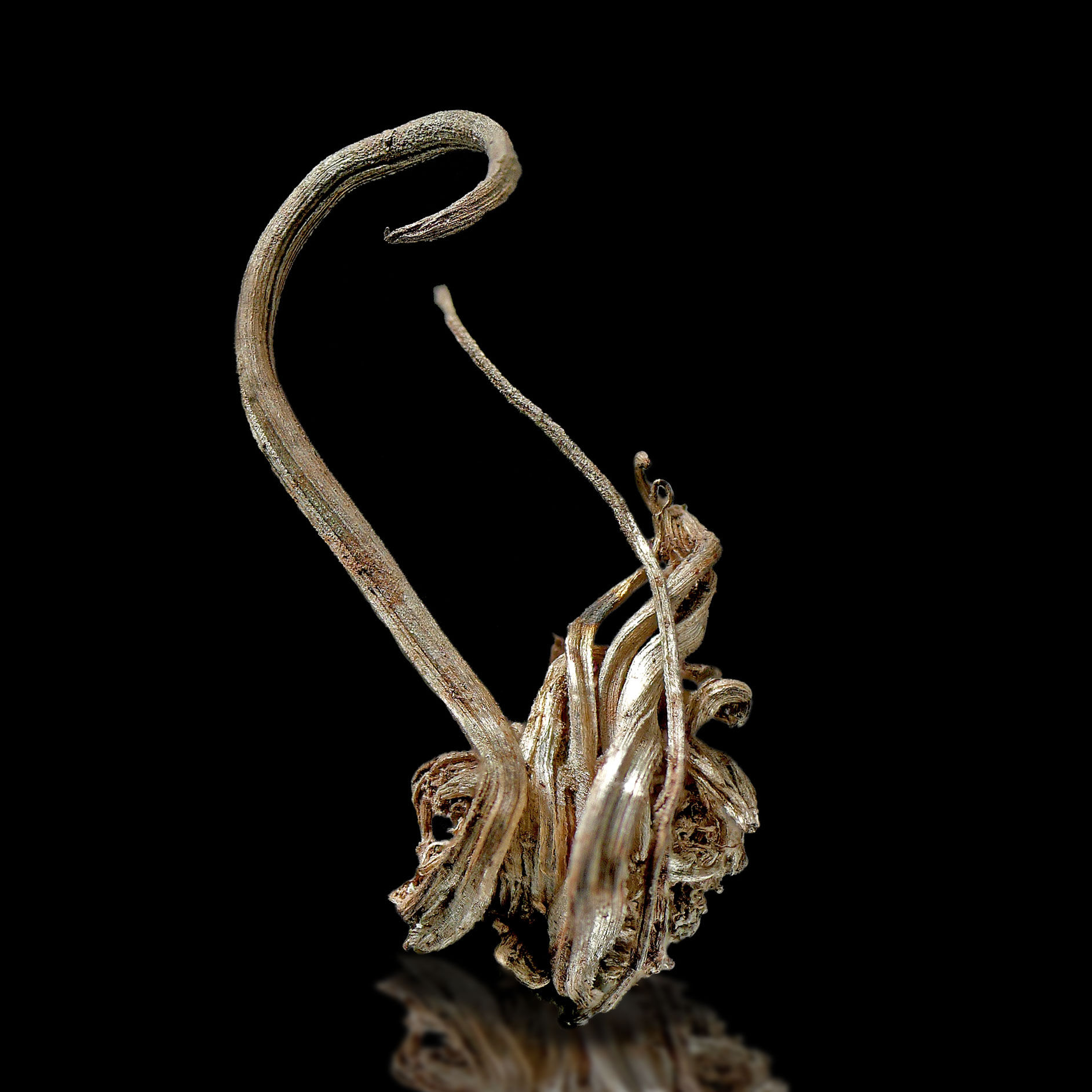 Silver – Schneeberg, Germany