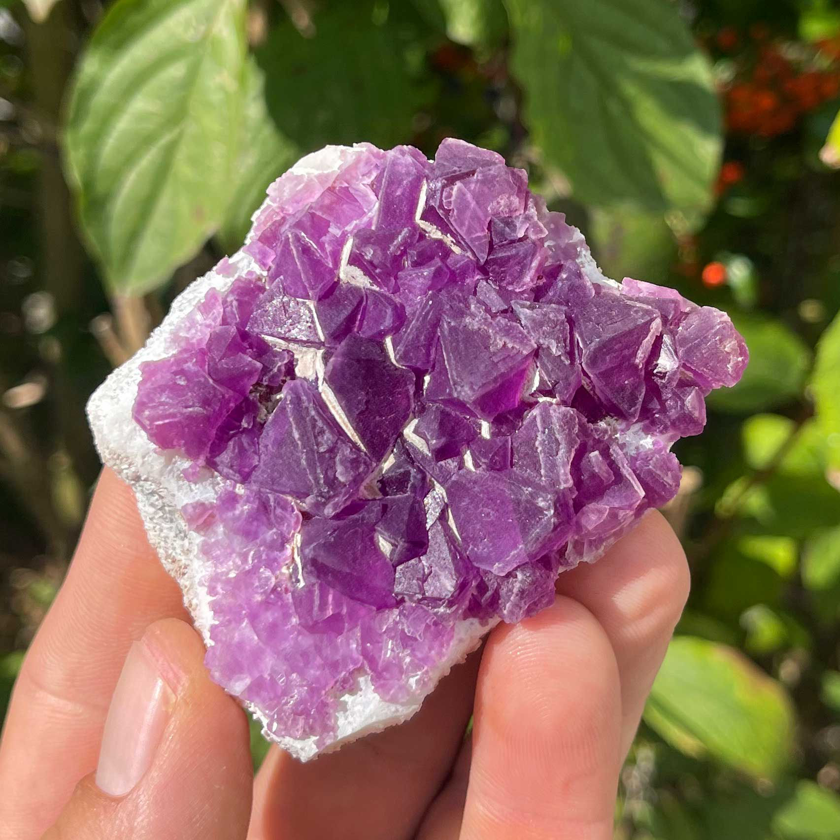 Fluorit – Mina Navidad, Mexiko