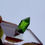 Thumbnail: Diopside – Merelani Mountains, Manyara, Tanzania