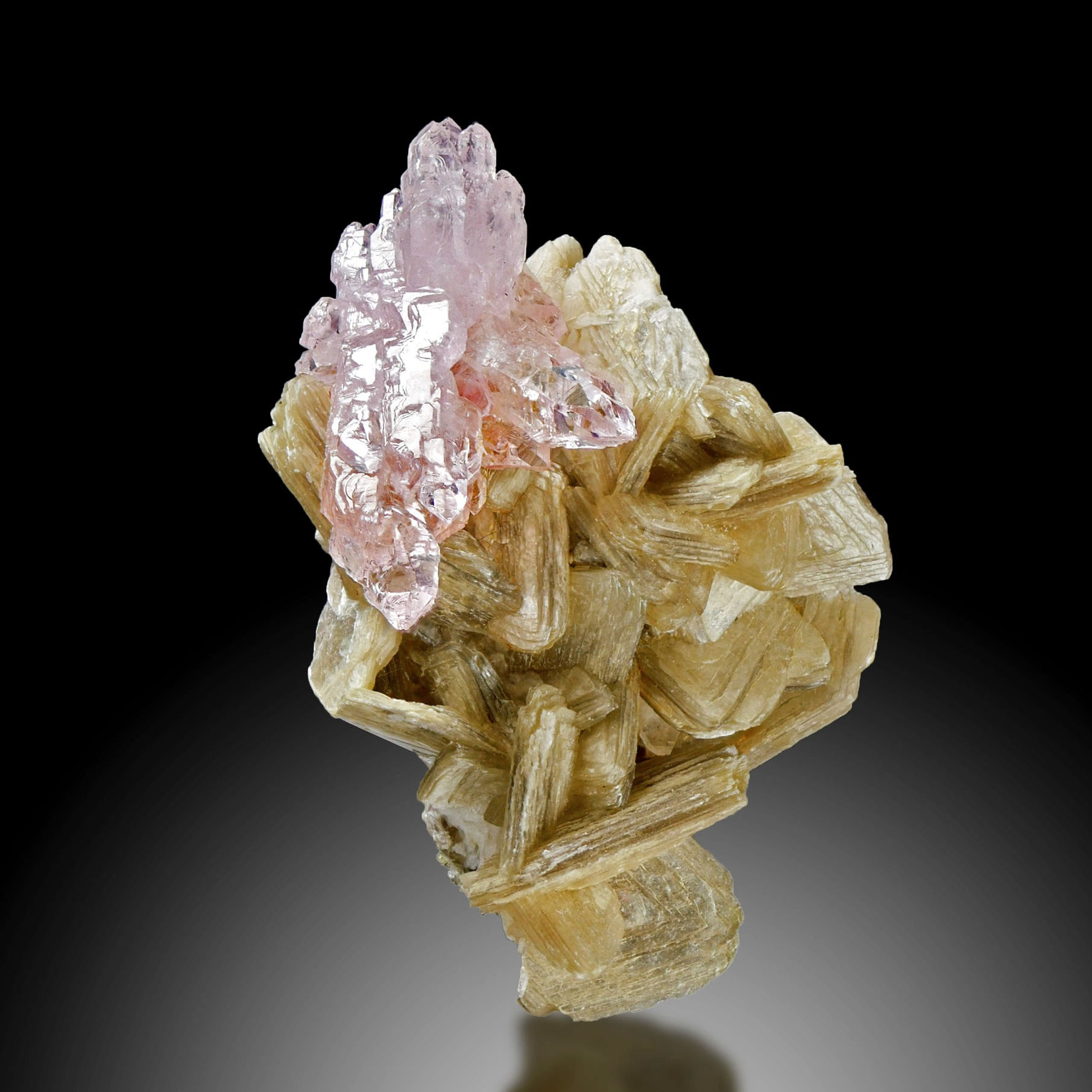 Rosa Quarz auf Muskovit – Ilha da Taquaral, Minas Gerais, Brasilien